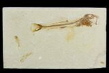 Fossil Fish (Charitosomus) - Lebanon #124008-1
